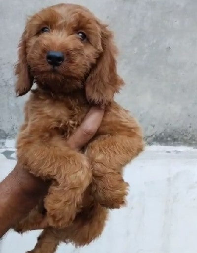 Easily trainable Poodle Puppy