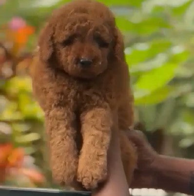 Order Poodle Puppy from pune