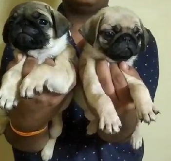 Pug Puppy From Mumbai