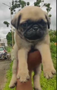 Pug Puppies in Vizag