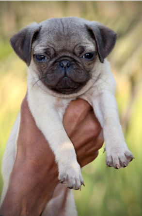 Pug Puppies in Hyderabad