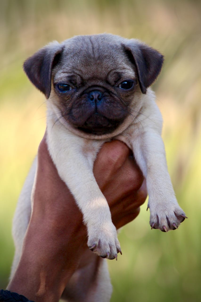 Pug Puppies in  Bangalore