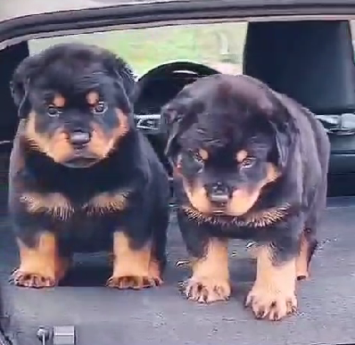 Buy Best Quality Rottweiler Puppy from Pune