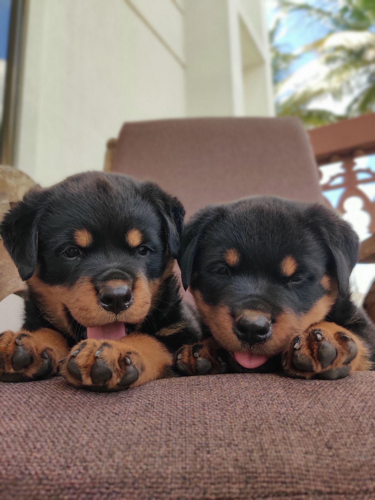 Purchase Rottweiler Puppy from Pune