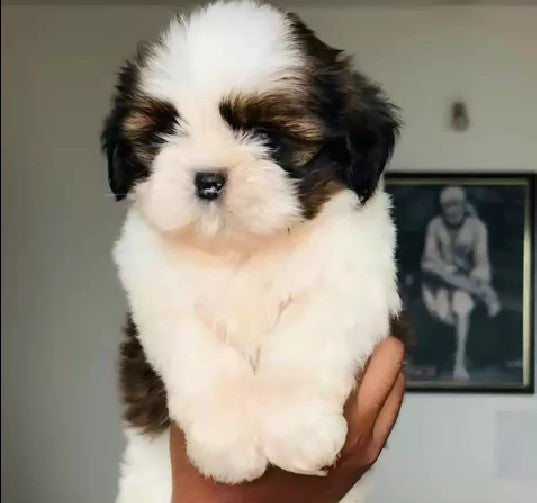 Purchase Shih tzu Puppy from Pune