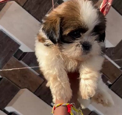 Energetic shih tzu Puppy