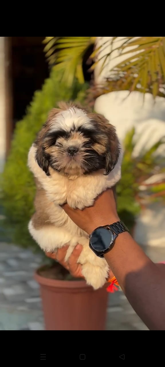 Shih Tzu dog price in Vizag