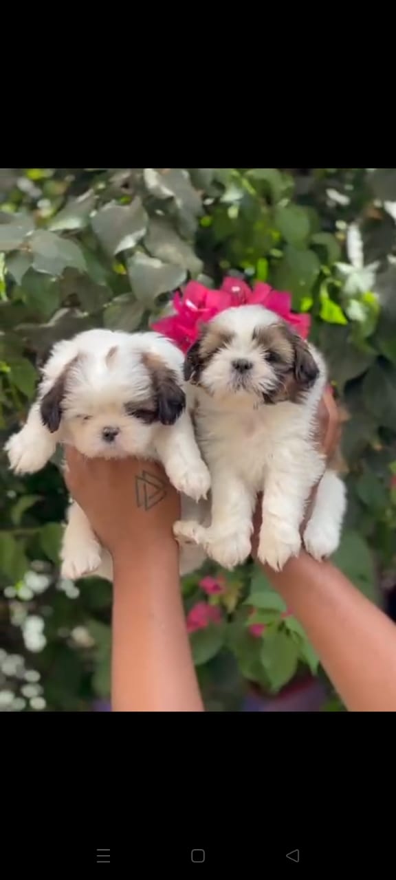 Shih Tzu Puppies in  Ahmedabad