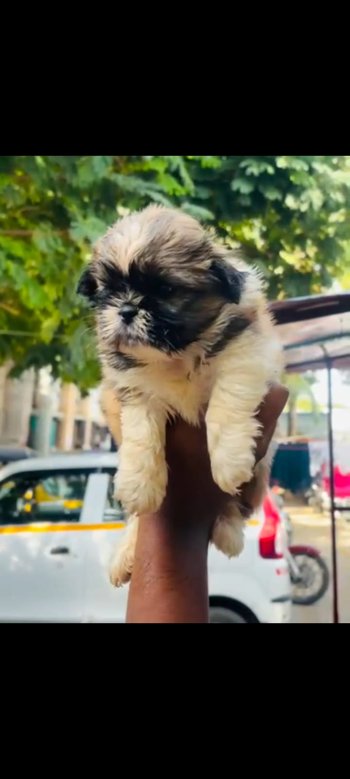 Order Shih Tzu Puppy from Mumbai