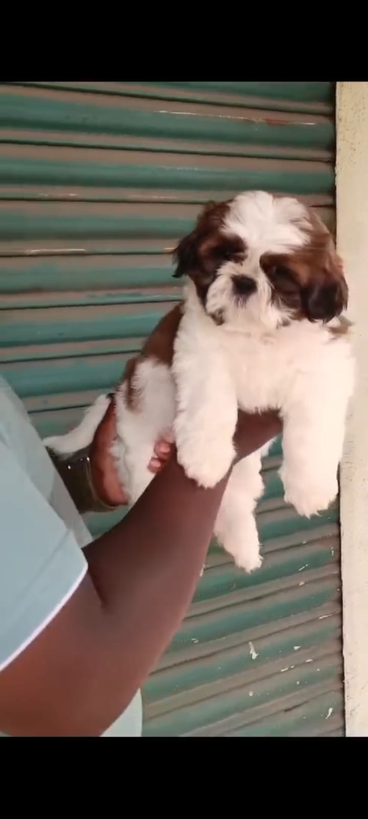 Buy Best Quality Shih Tzu Puppy from Mumbai
