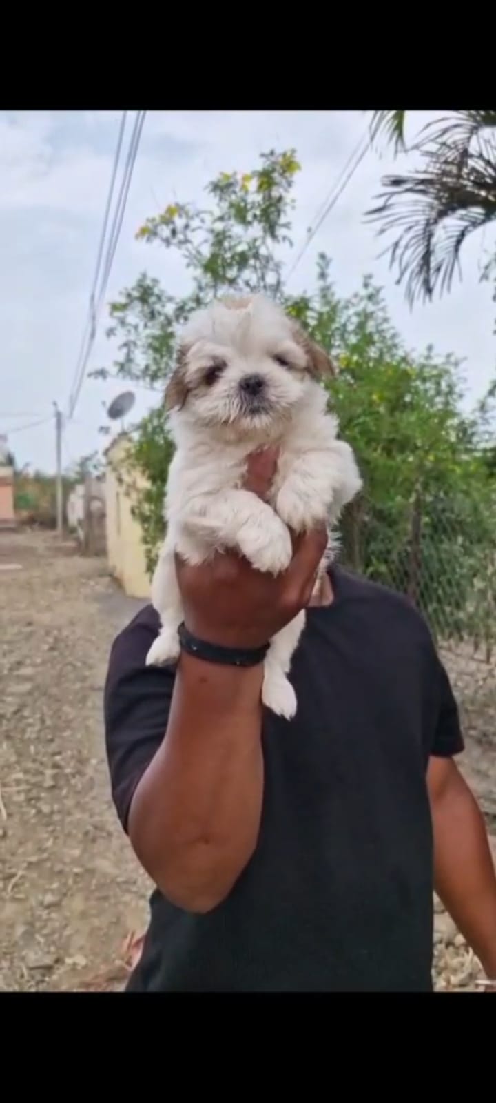 Buy Shih Tzu Puppy from Mumbai