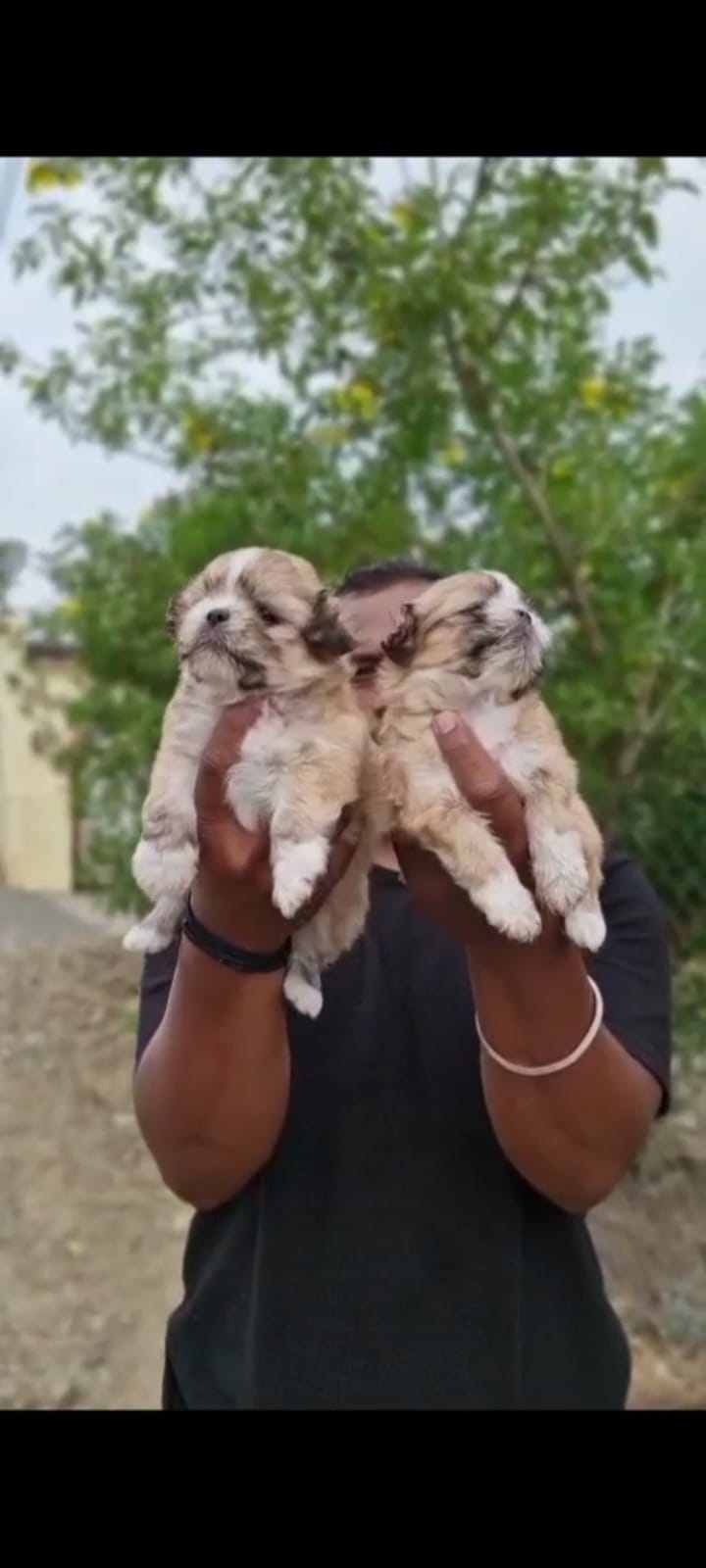 Purchase Shih Tzu Puppy from Mumbai