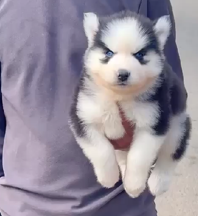 Buy  Siberian Husky  Puppy from Pune.