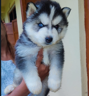 Buy Best Quality Siberian Husky  Puppy from Pune