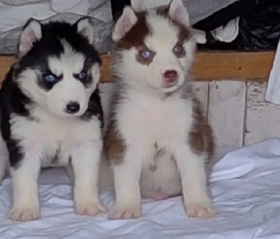 Purchase Siberian Husky  Puppy from Pune