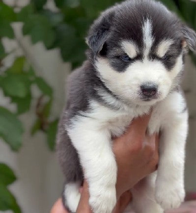 Order Siberian Husky Puppy from Pune