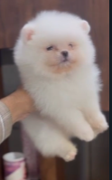 Purchase Friendly Toy Pomeranian Puppy from Delhi