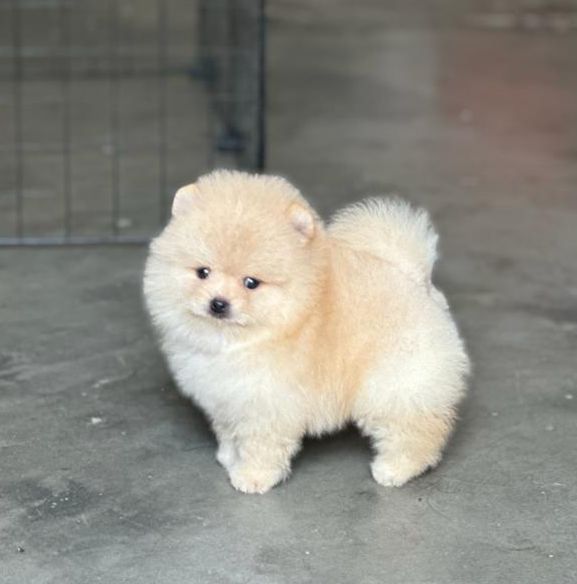 Toy Pomeranian puppy price in  Chennai