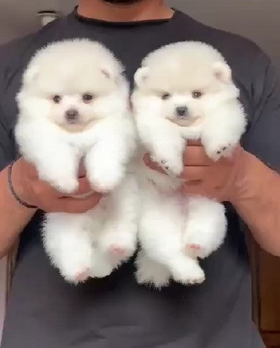 Toy Pomeranian puppy From Hyderabad  for sale