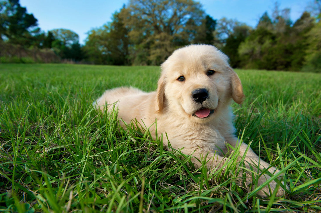 How to Treat Ear Mites in Dogs: Easy Tips for Small Puppy Parents