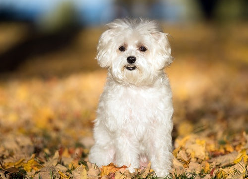 Buy Male Maltese Puppy from Pune