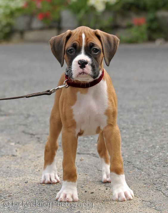 Boxer Puppy Price in Pune