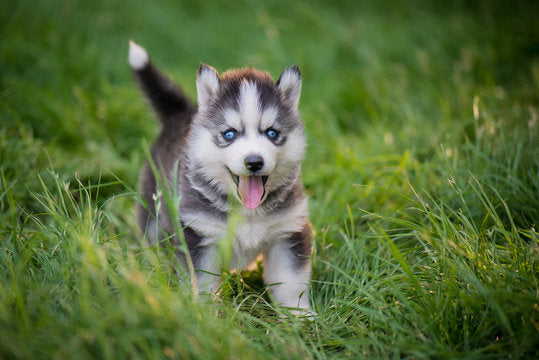 Order Female Siberian husky Puppy from Delhi