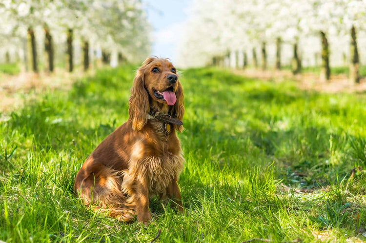 Order Female cocker spaniel Puppy from Delhi