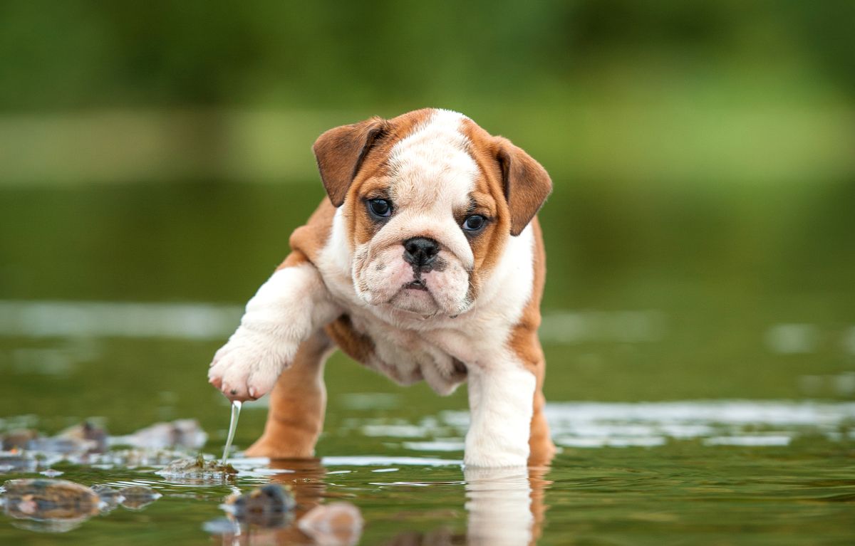 Buy English bulldog puppy