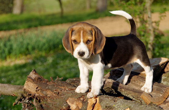Beagle Puppy price in  Ahmedabad - PuppyWala