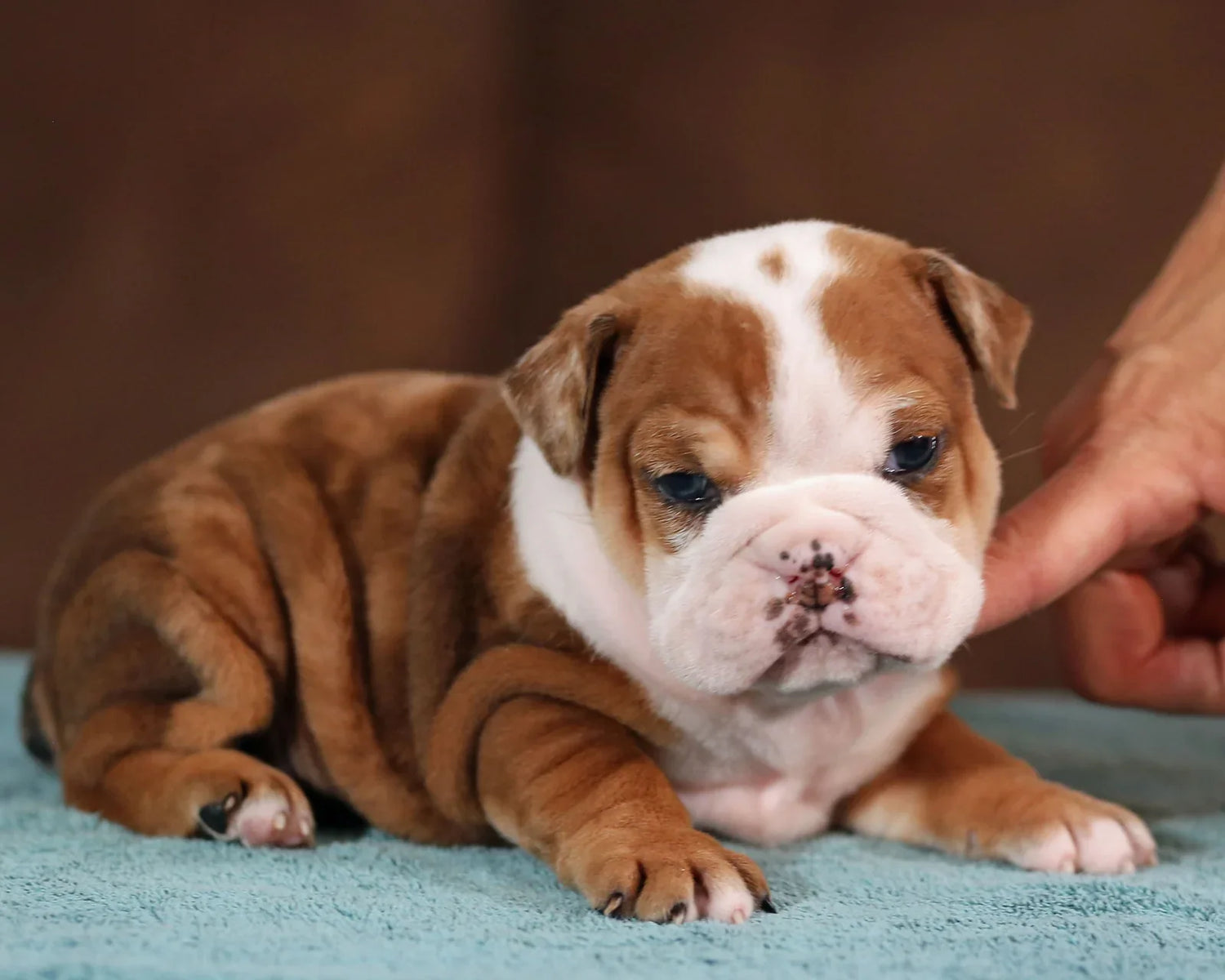 English Bulldog Puppy price in  India - PuppyWala