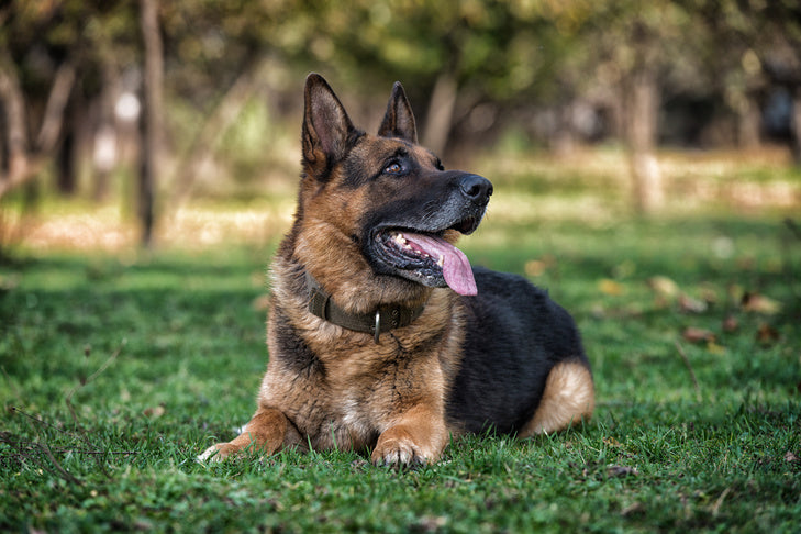 Buy Best Quality German Shepherd Puppy from Kolkata