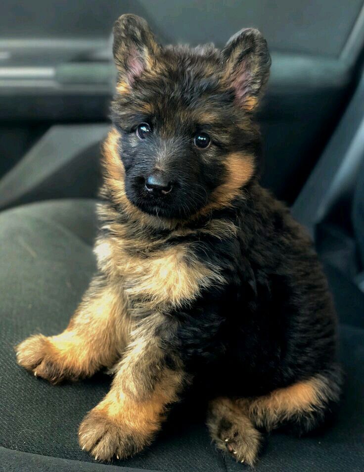 German Shepherd puppy price in  India - PuppyWala