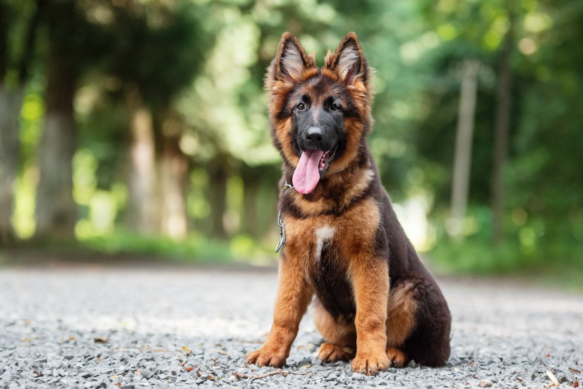 German Shepherd Puppy Price in Pune