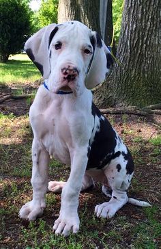 Great Dane  Puppy price in  Jaipur