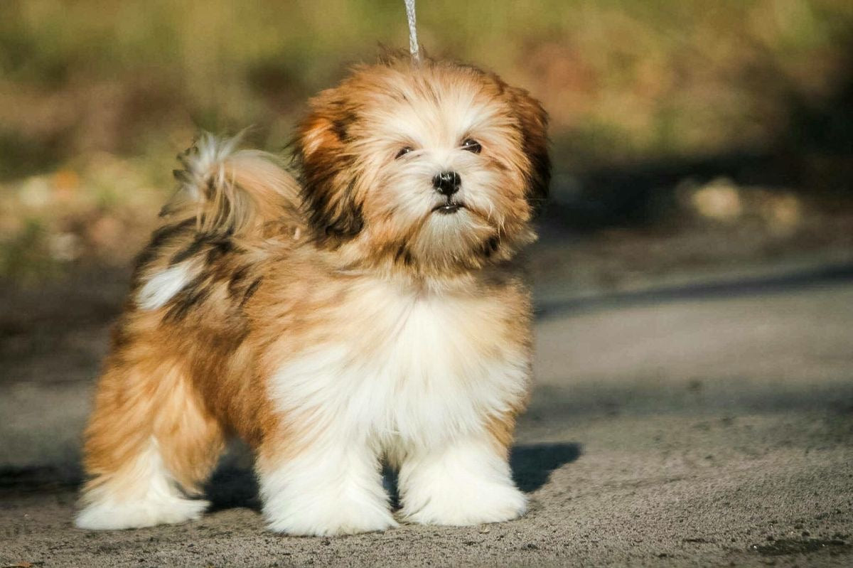 Lhasa Apso Puppy Price in Pune