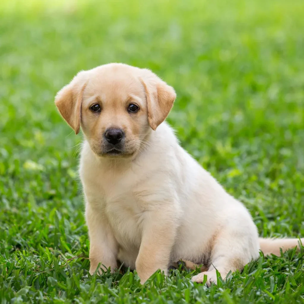 Labrador Retriever puppy price in  India - PuppyWala
