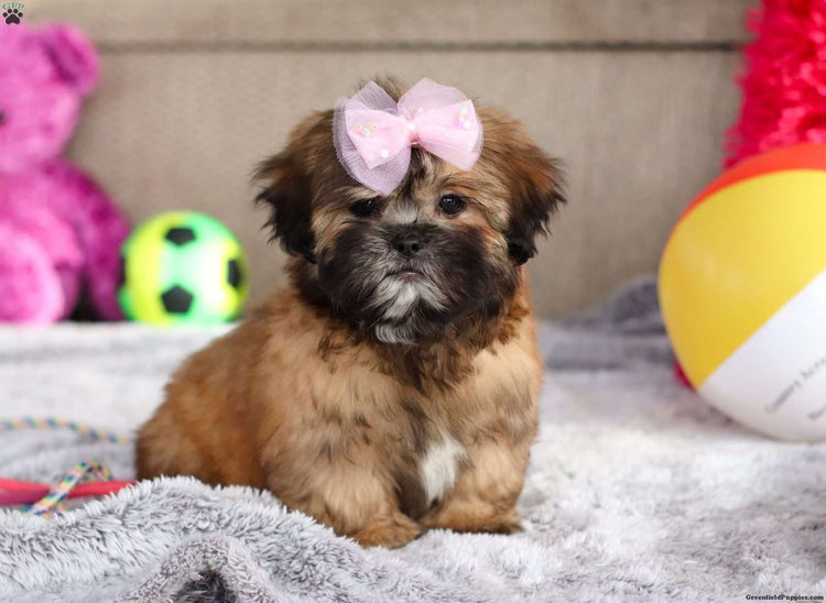 Buy lovable Lhasa Apso Puppy from Mumbai