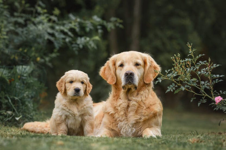 Dog breeders mumbai