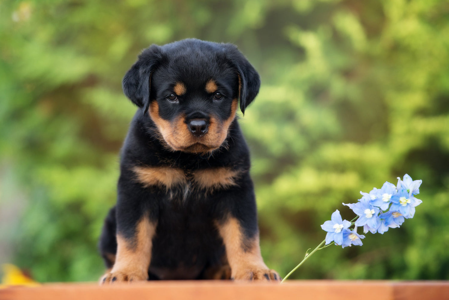 Rottweiler Puppy Price in Pune