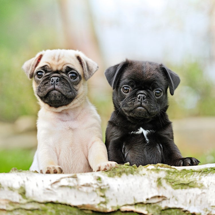 pug puppy price in  India - PuppyWala