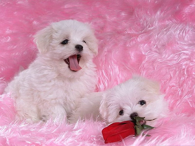Buy Male Maltese  Puppy from Mumbai