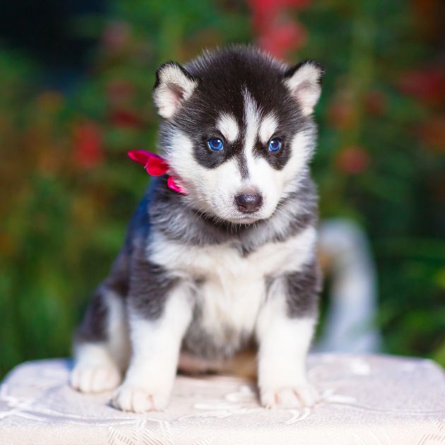 Siberian Husky Puppy Price in Pune
