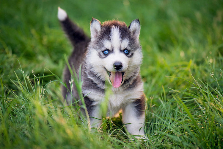 Siberian Husky puppy price in  India - PuppyWala