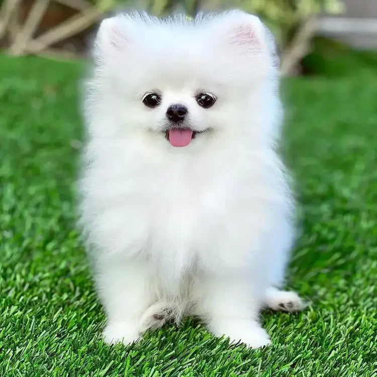 Toy Pomeranian  Puppy price in  Vizag