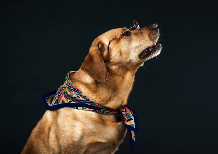 Buy Best Quality  Puppy from Pune