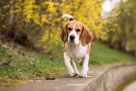 Beagle dog breeder in bangalore