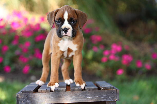 Boxer Puppy price in  Jaipur