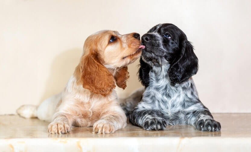 Cocker Spaniel  Puppy Price In Pune