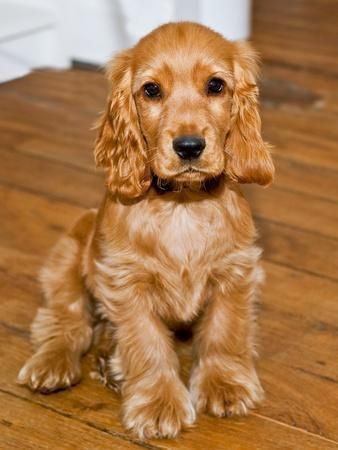Boxer Puppy price in  Ahmedabad - PuppyWala
